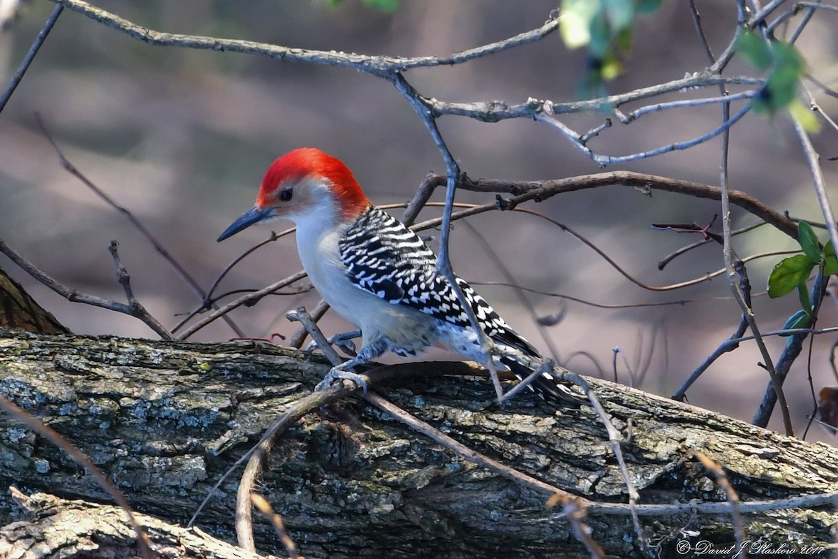 Red-bellied Woodpecker - David John Plaskow