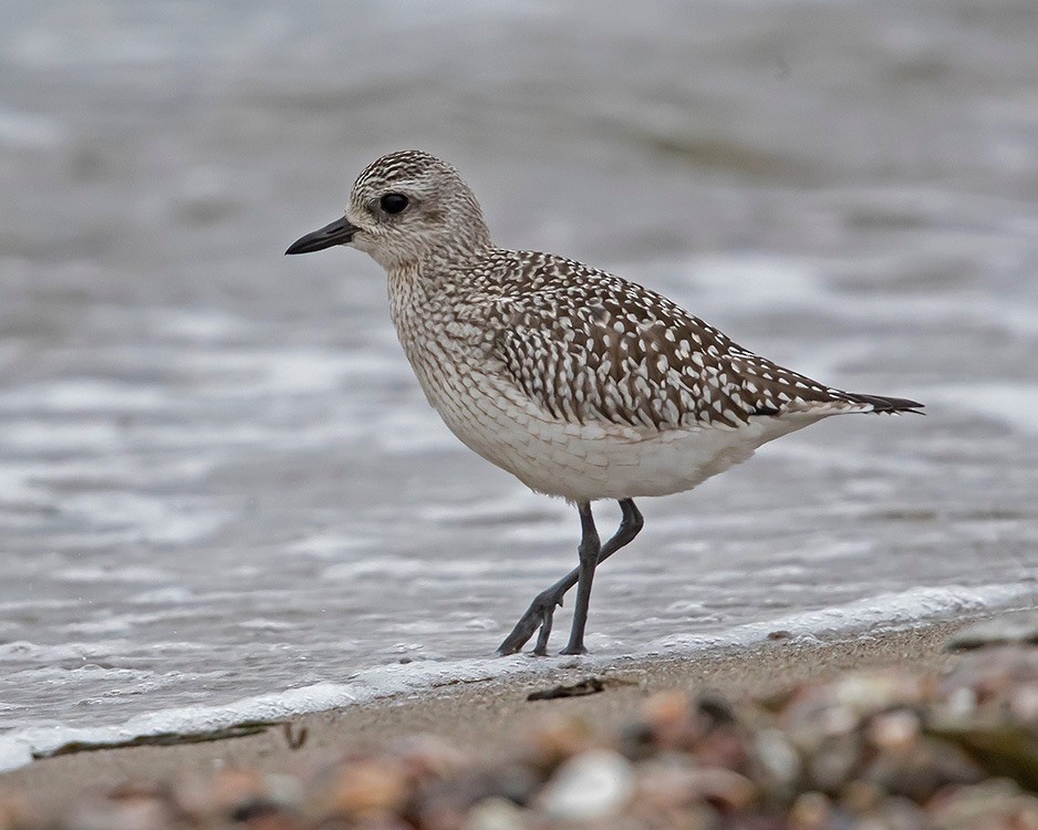 Black-bellied Plover - Tina Green