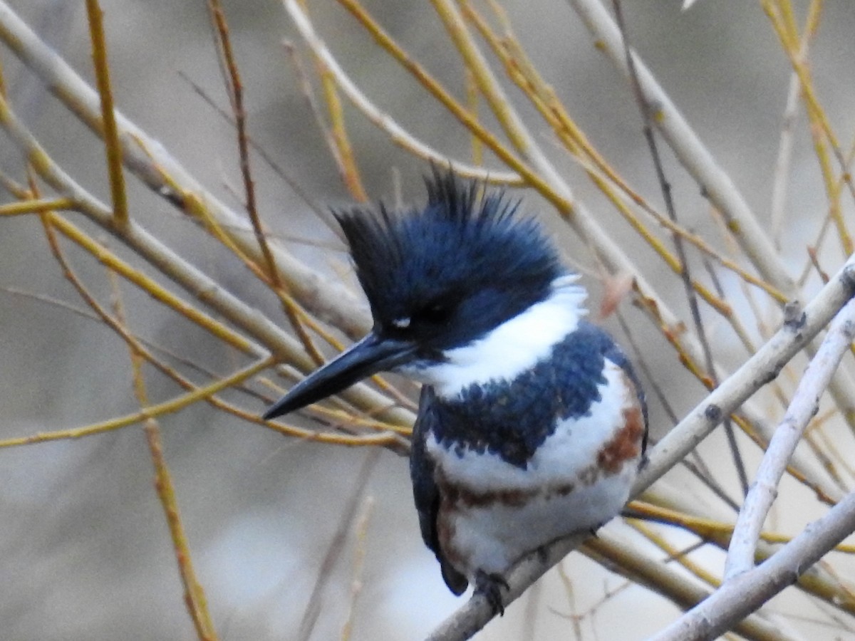 Belted Kingfisher - Tina Toth