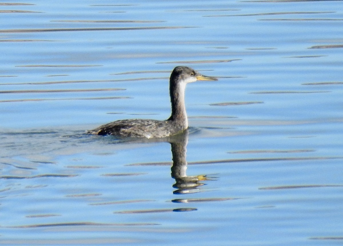Red-necked Grebe - Lauri Taylor