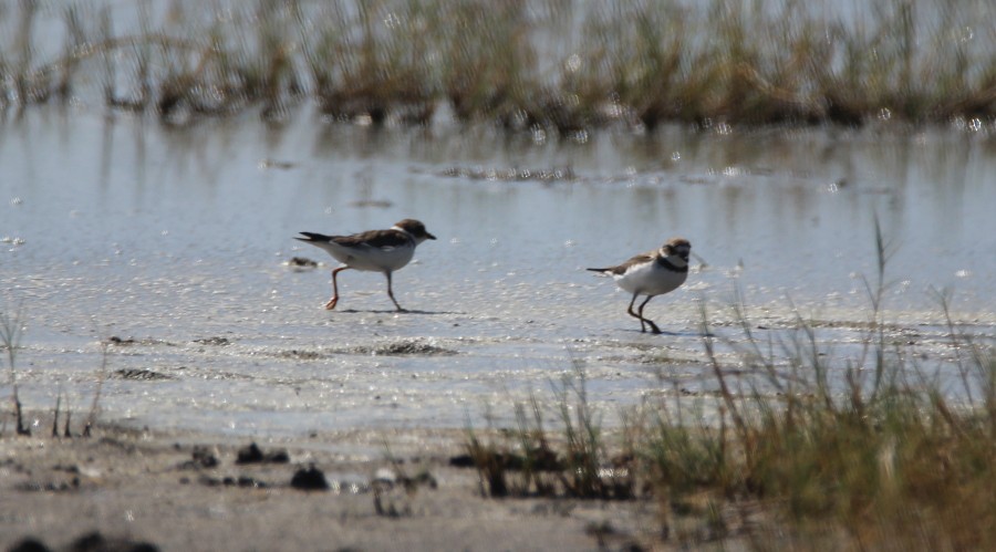Semipalmated Plover - ML75163451