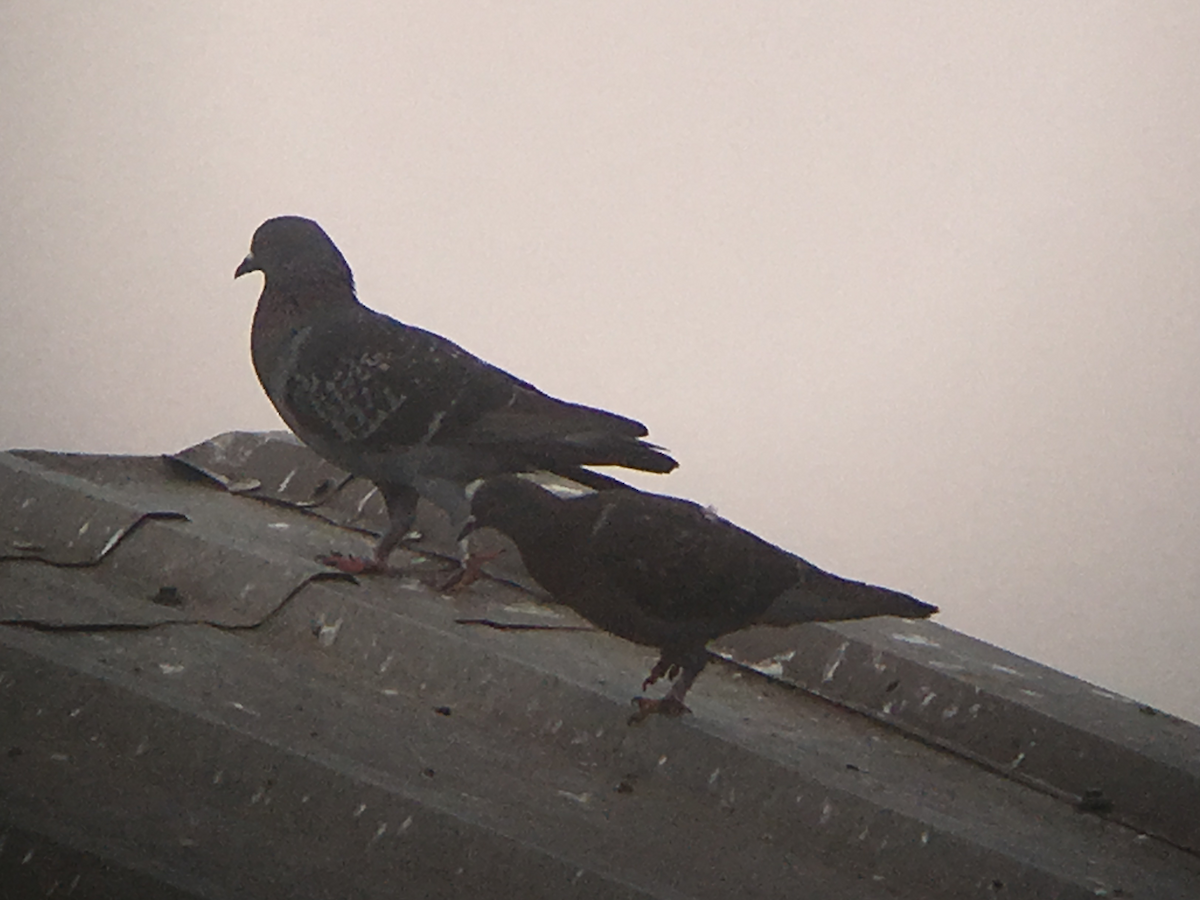 Rock Pigeon (Feral Pigeon) - David Simpson