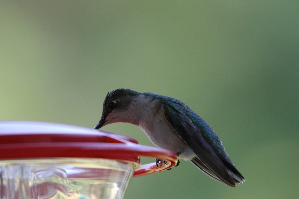 Ruby-throated/Black-chinned Hummingbird - ML75167101