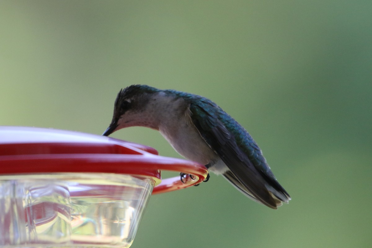 Ruby-throated/Black-chinned Hummingbird - ML75167191