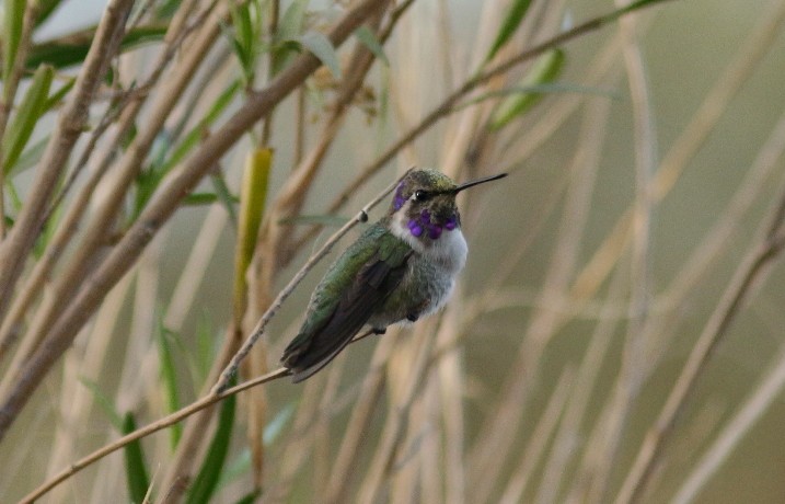 Costa's Hummingbird - Abril Heredia