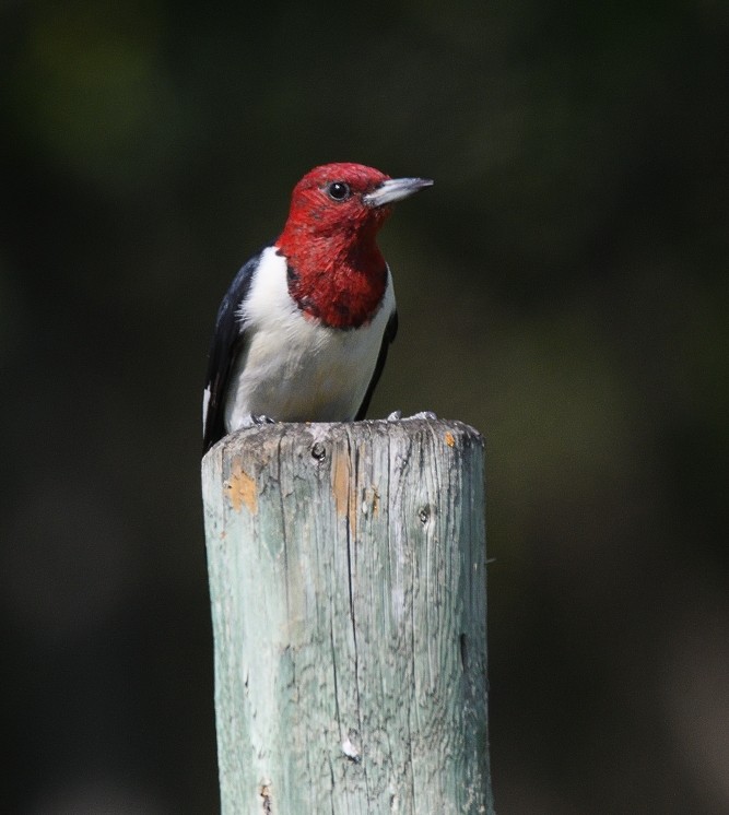 Red-headed Woodpecker - ML75168261