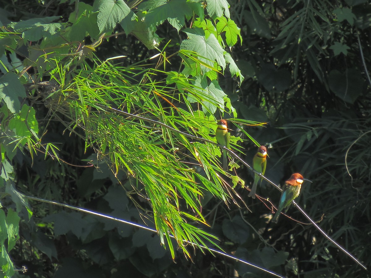 Chestnut-headed Bee-eater - ML75168991