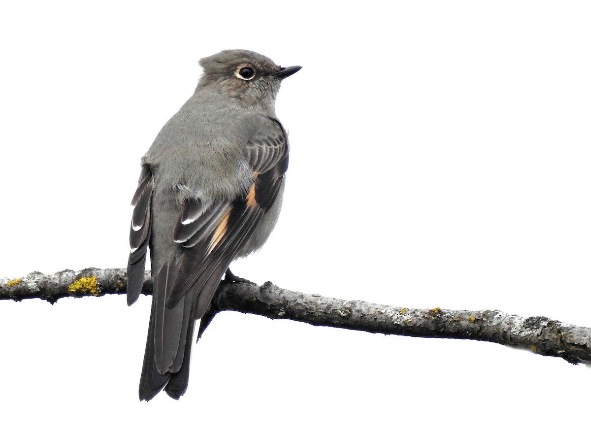 Townsend's Solitaire - Joanne Muis Redwood