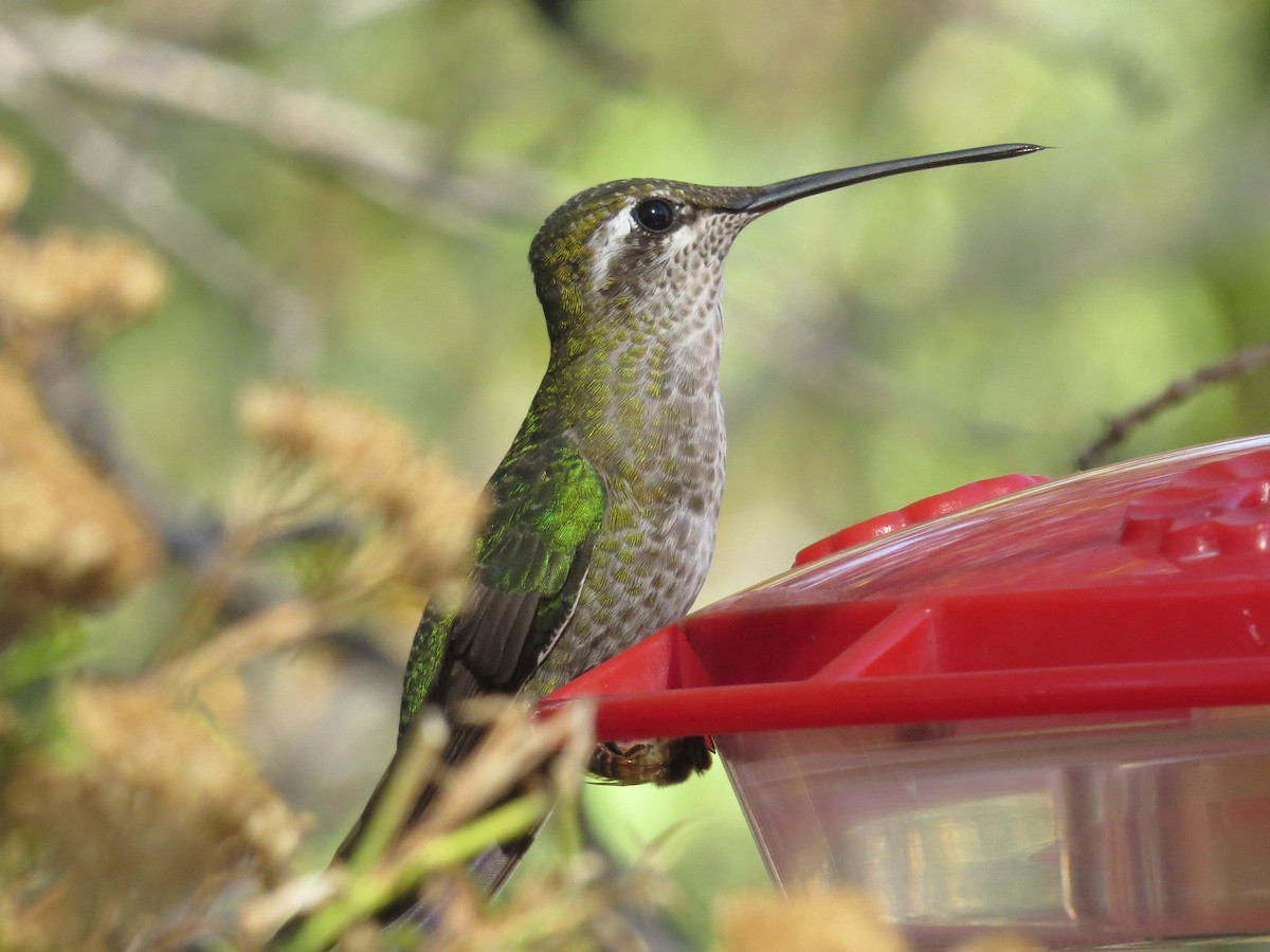Rivoli's Hummingbird - Brian Wulker