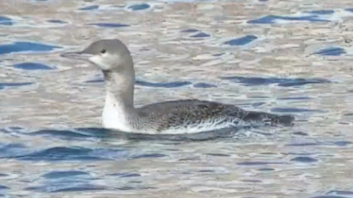 Red-throated Loon - ML75172931