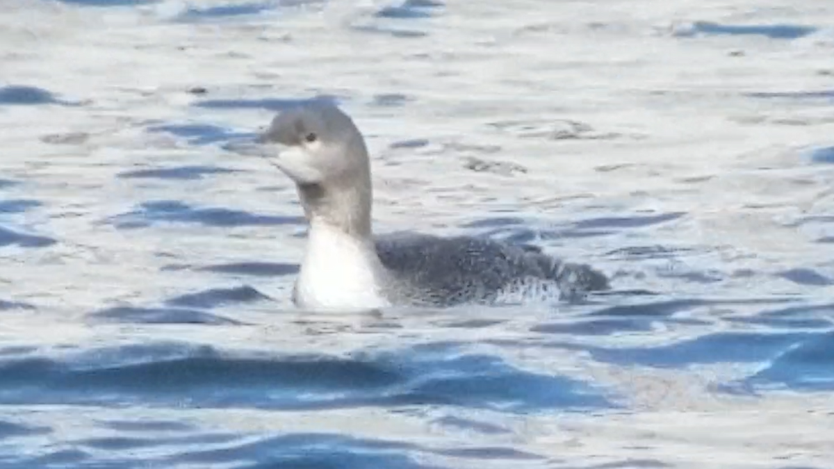Red-throated Loon - ML75172941
