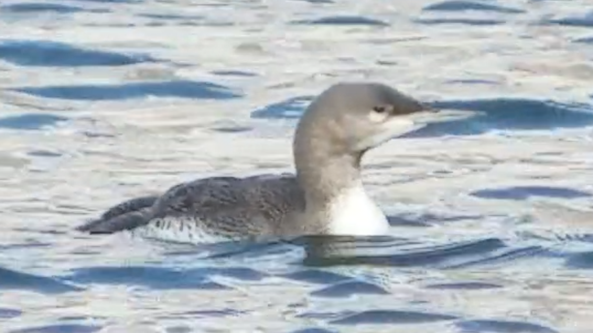 Red-throated Loon - ML75172951