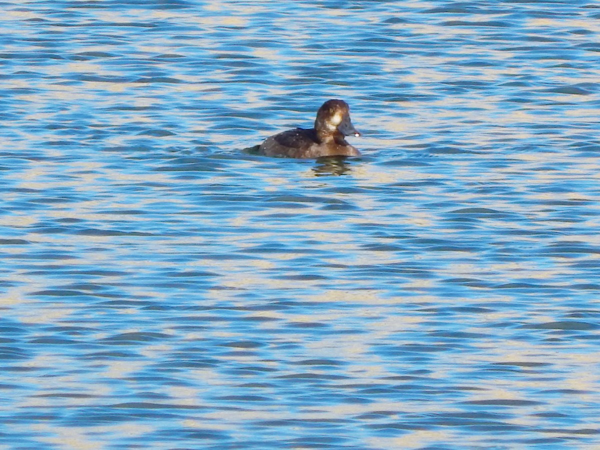 Greater Scaup - Austin Young