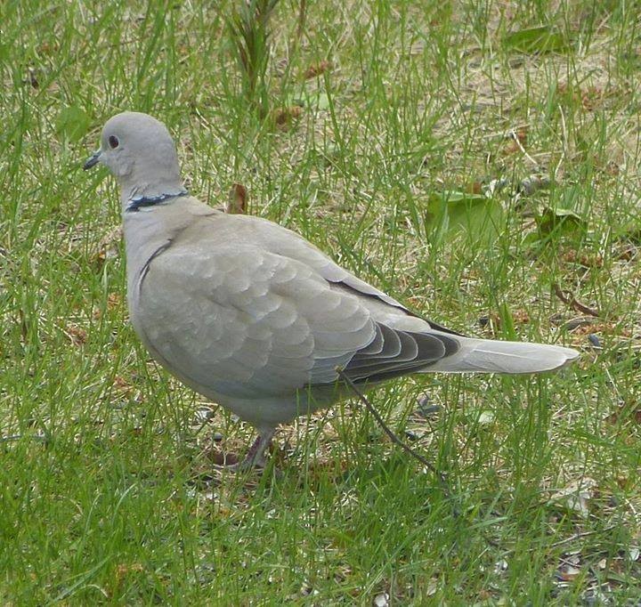 Eurasian Collared-Dove - ML75173791