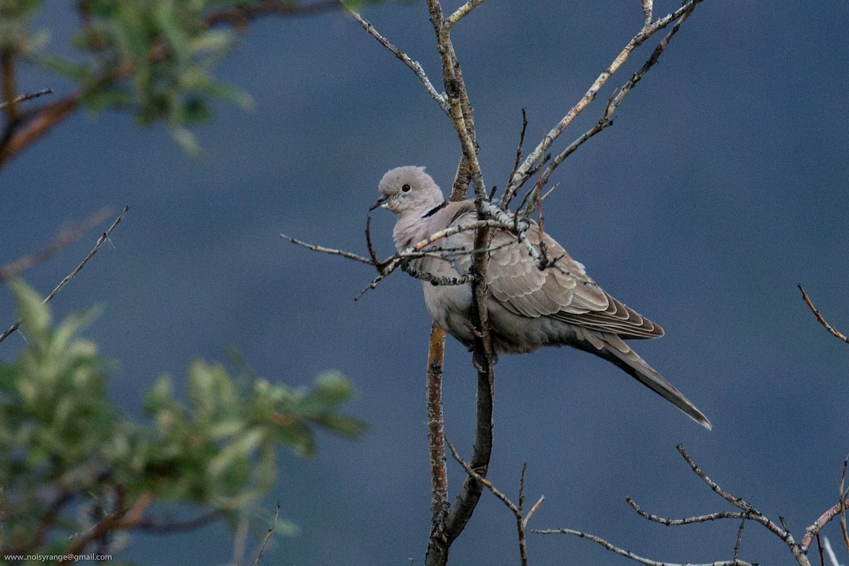 Eurasian Collared-Dove - ML75174061
