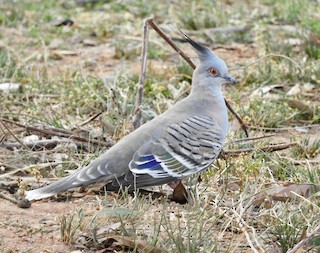 Crested Pigeon, ML75176951