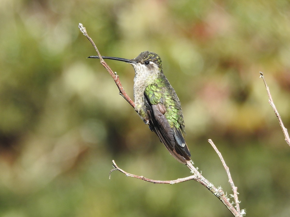 Talamanca Hummingbird - Mercedes Alpizar