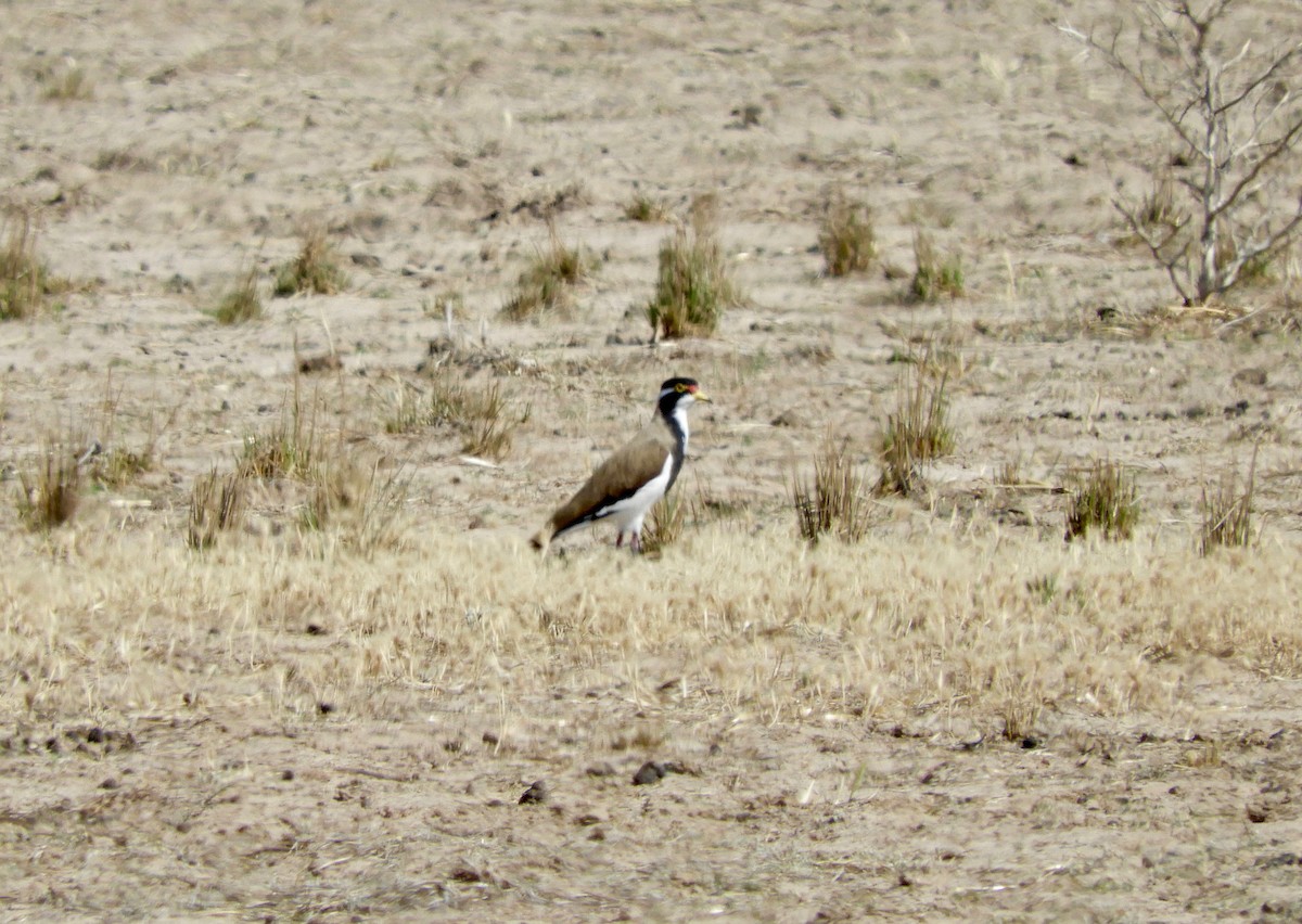 Banded Lapwing - Anonymous