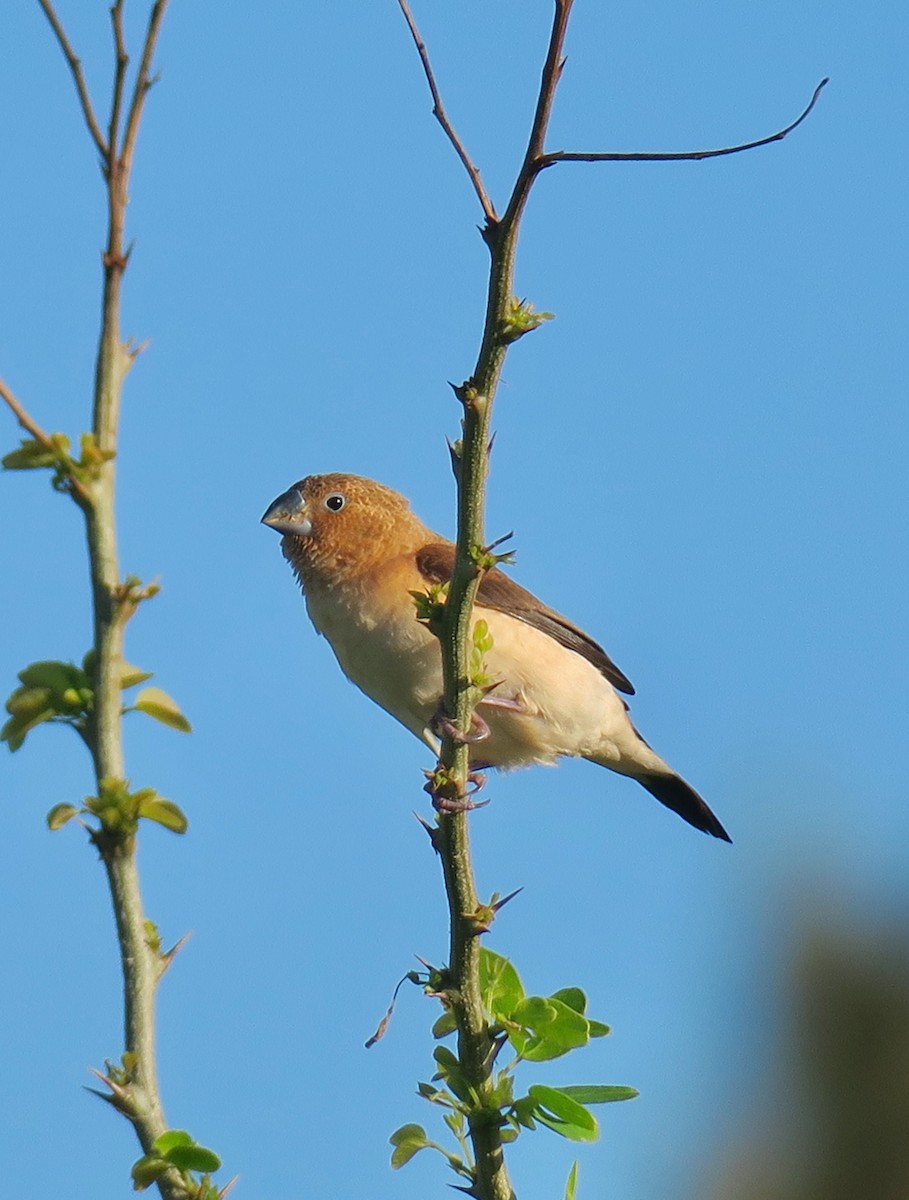 African Silverbill - Denise Turley