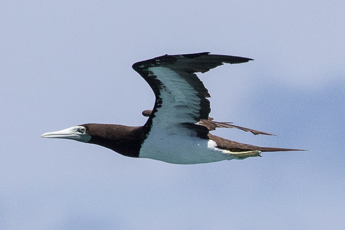 Brown Booby - ML75179231