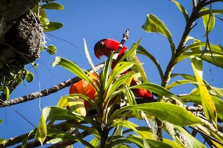  - Purple-naped Lory