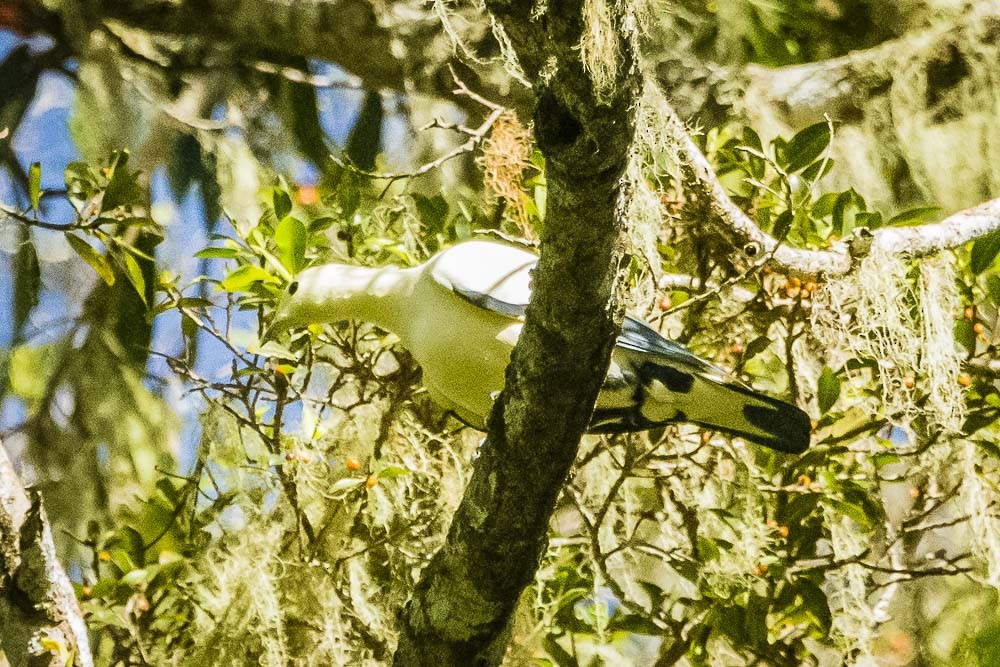 Pied Imperial-Pigeon - ML75179681