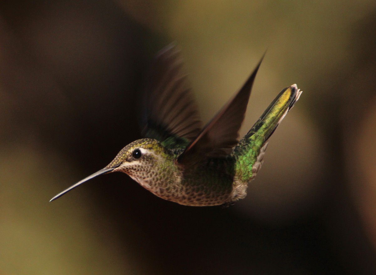 Rivoli's Hummingbird - Mark  Brown