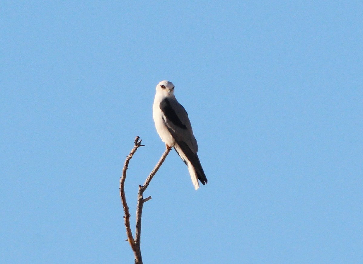 White-tailed Kite - ML75179961