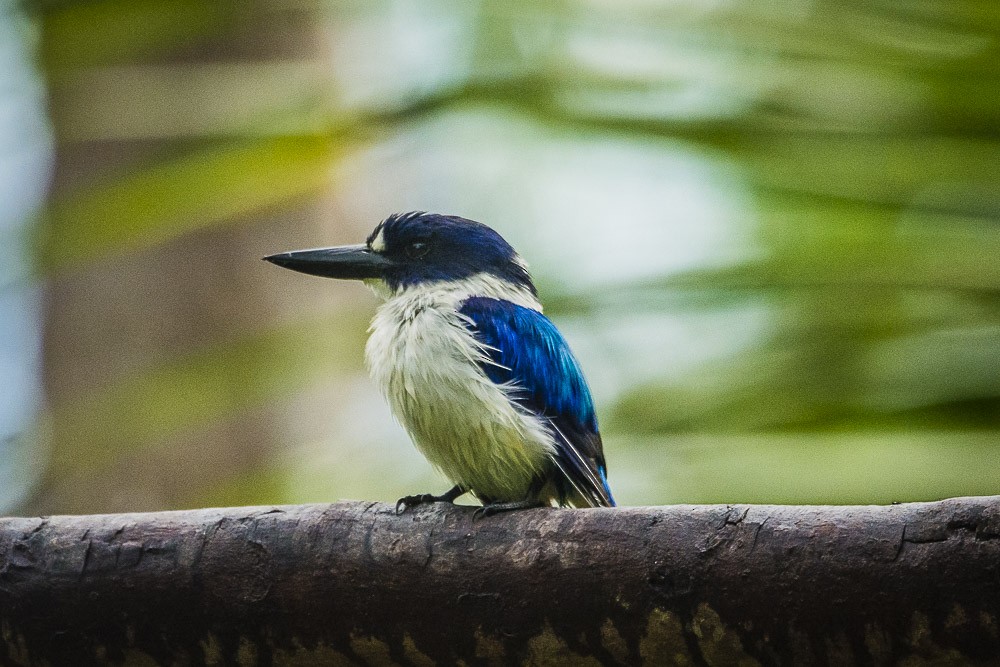 Blue-and-white Kingfisher - David Bishop