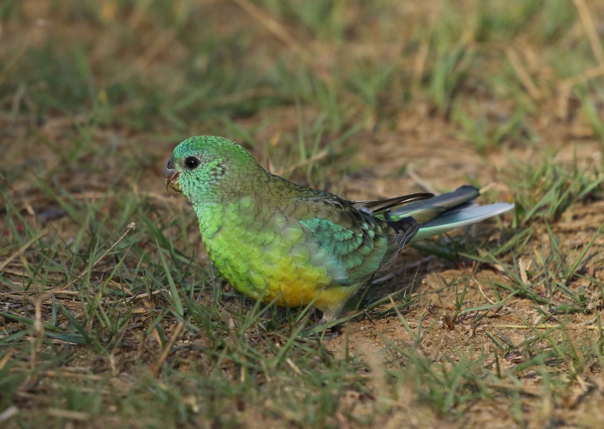Red-rumped Parrot - David Ongley