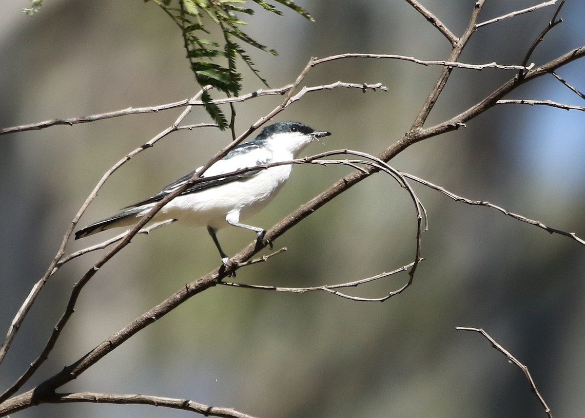 White-winged Triller - David Ongley