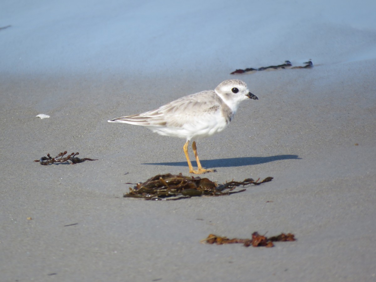 Piping Plover - Ian Pepper