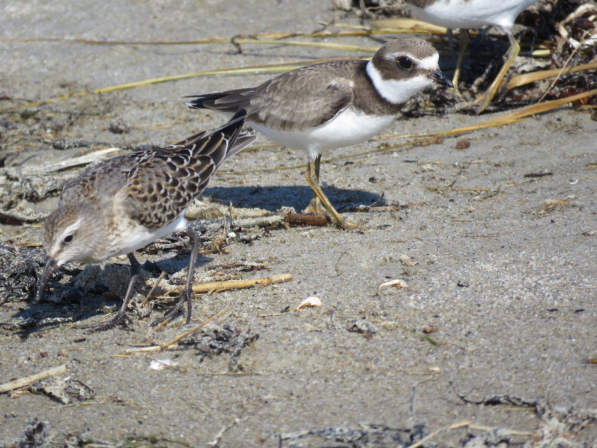 Semipalmated Plover - ML75192631