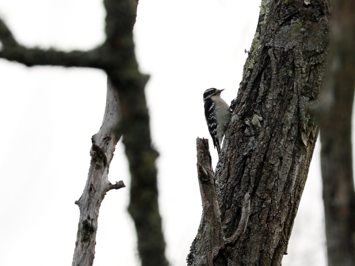 Downy Woodpecker - ML75193161