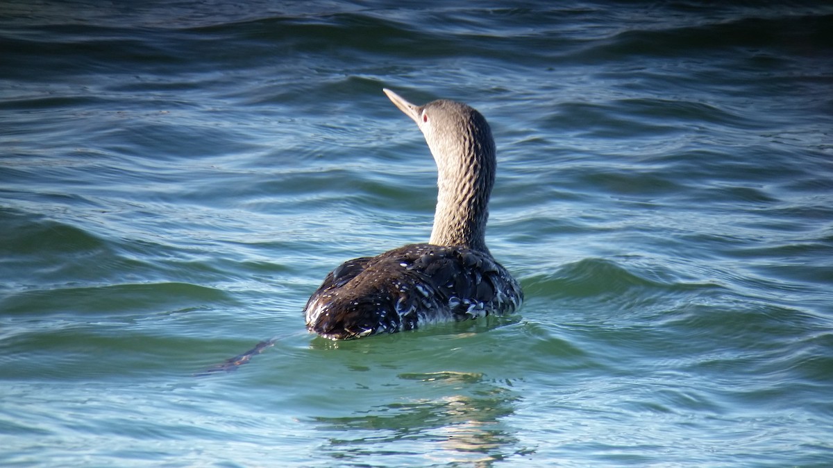 Red-throated Loon - ML75195541