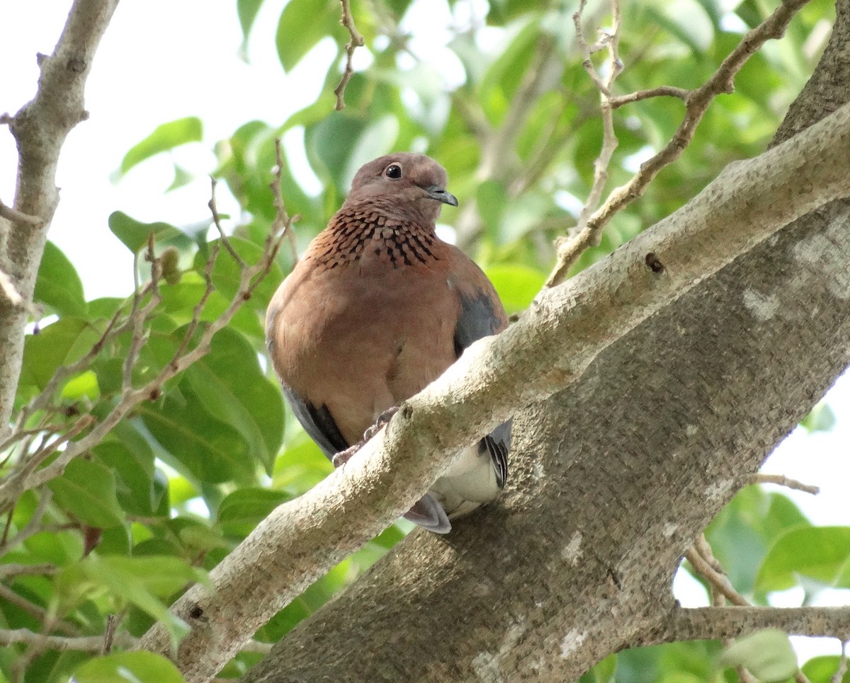Laughing Dove - ML75195761