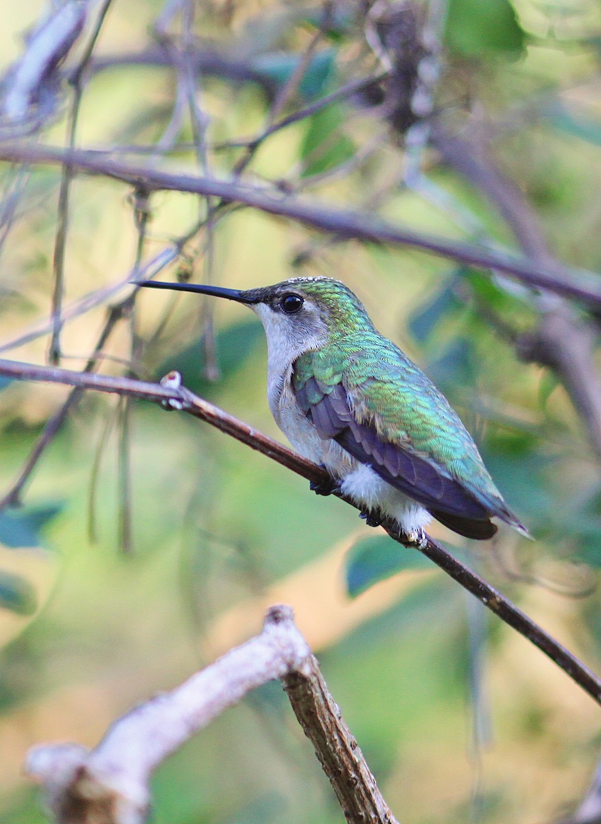 Black-chinned Hummingbird - Rufus Wareham