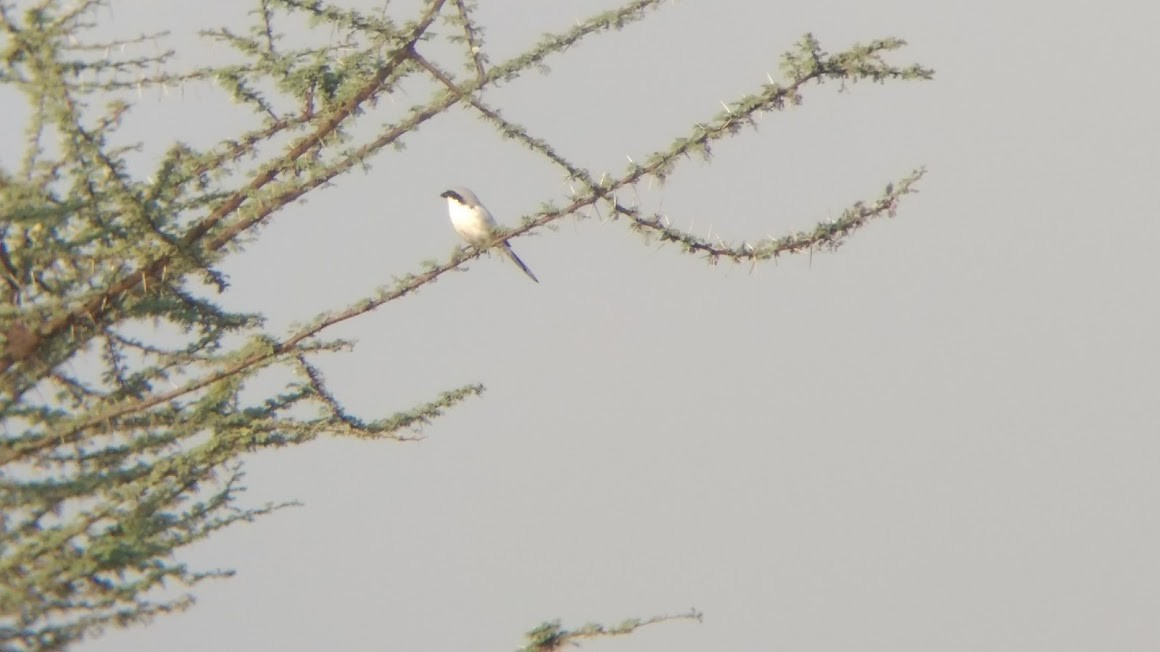 Great Gray Shrike (Indian) - Ajinkya  Supekar