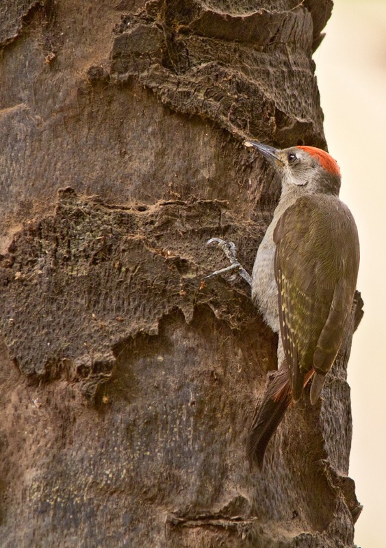 African Gray Woodpecker - Piet Grasmaijer