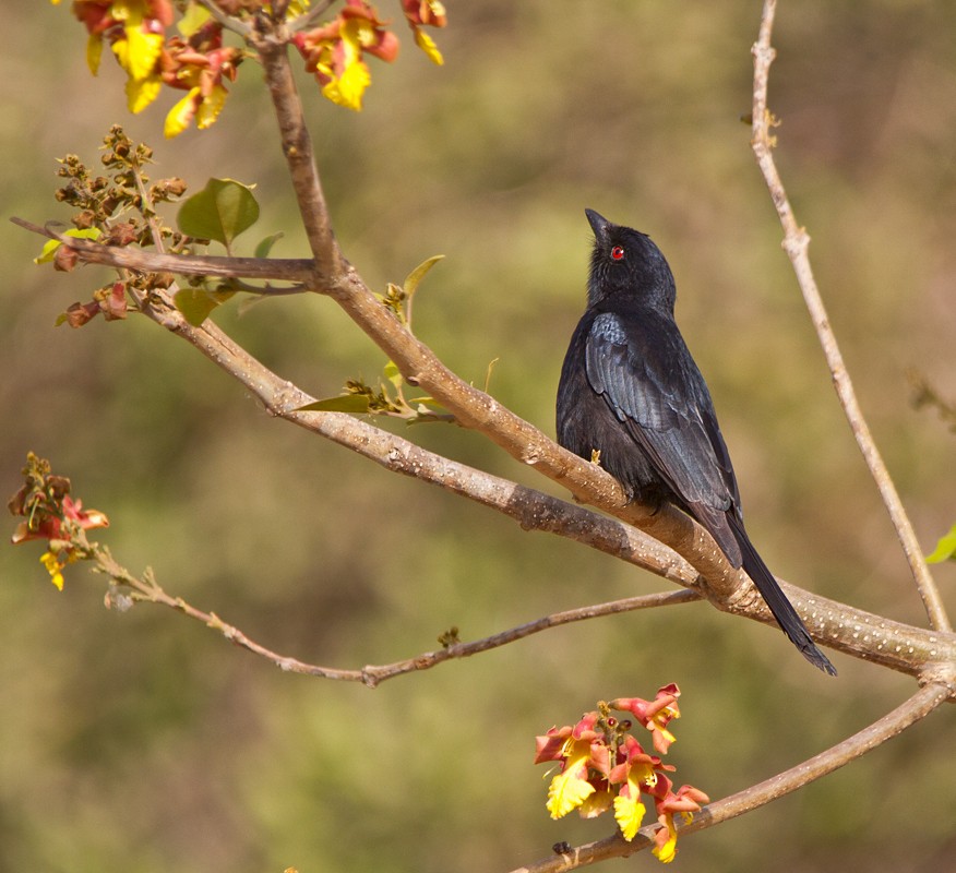 Fork-tailed Drongo (Glossy-backed) - ML75203921