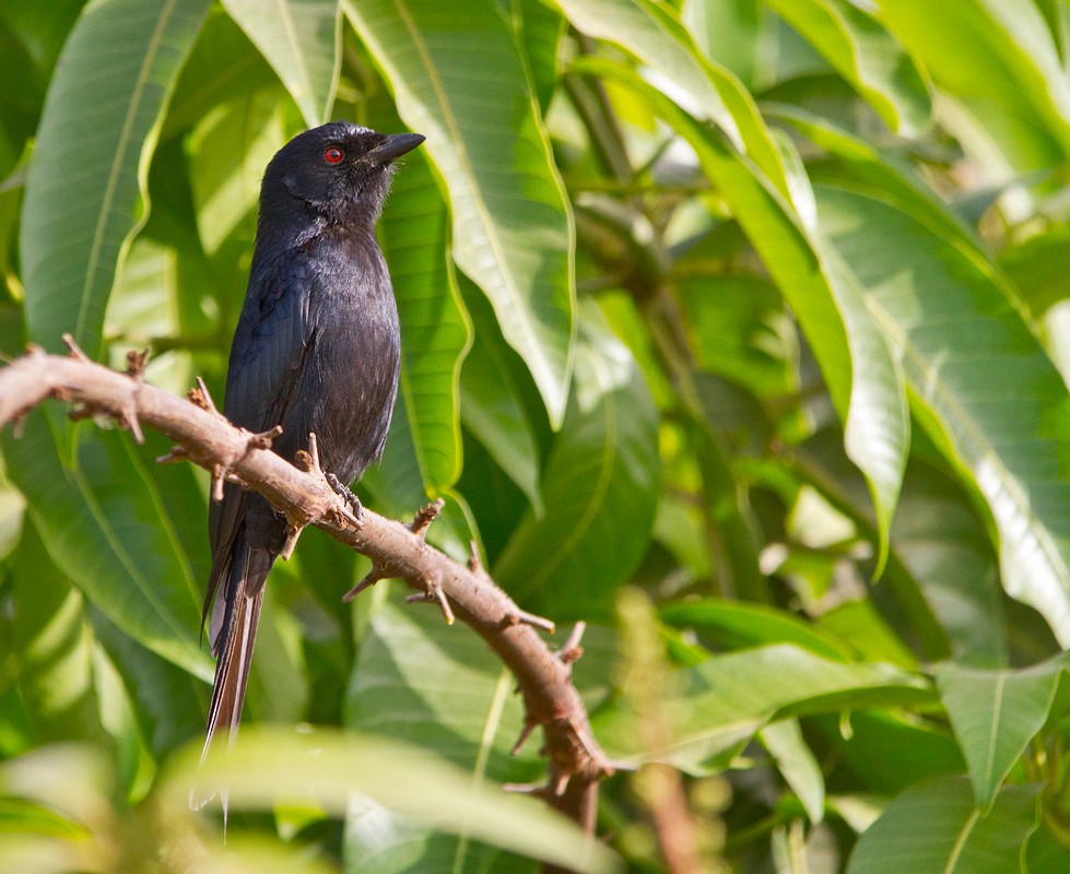 Fork-tailed Drongo (Glossy-backed) - ML75203931