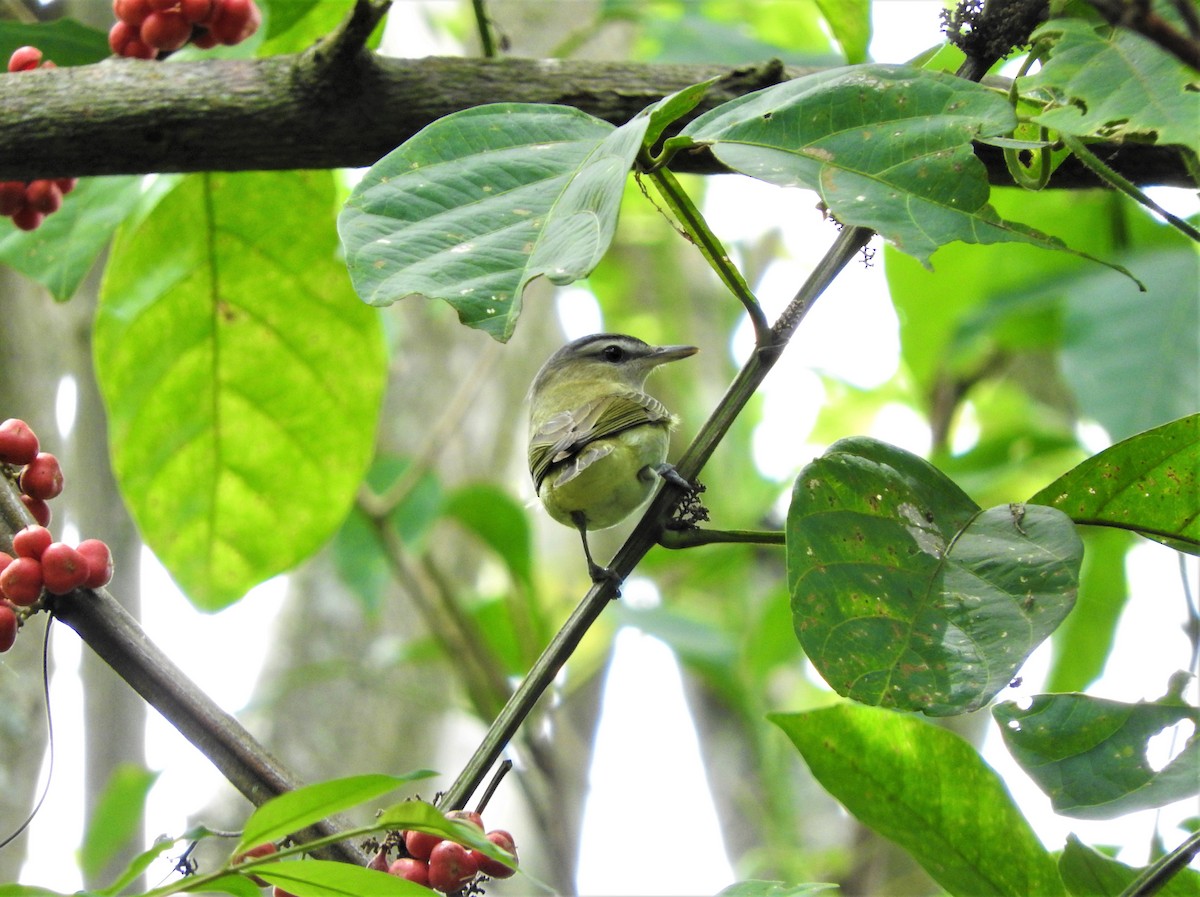 Red-eyed/Chivi Vireo - ML75204541