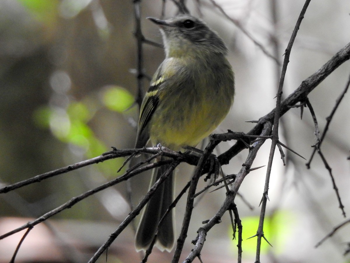 Mottle-cheeked Tyrannulet - Carlos Crocce