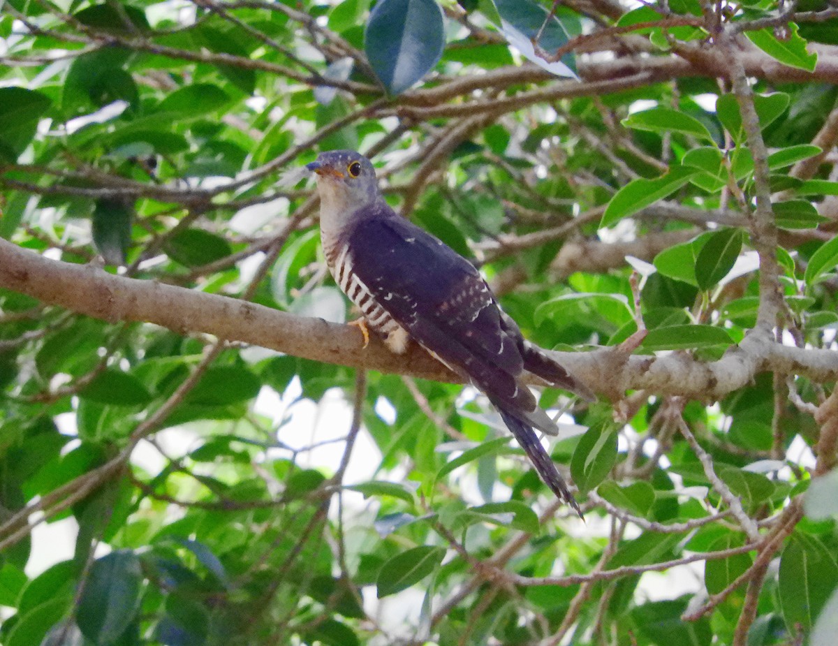 cuckoo sp. (Cuculidae sp.) - Maggie Chen