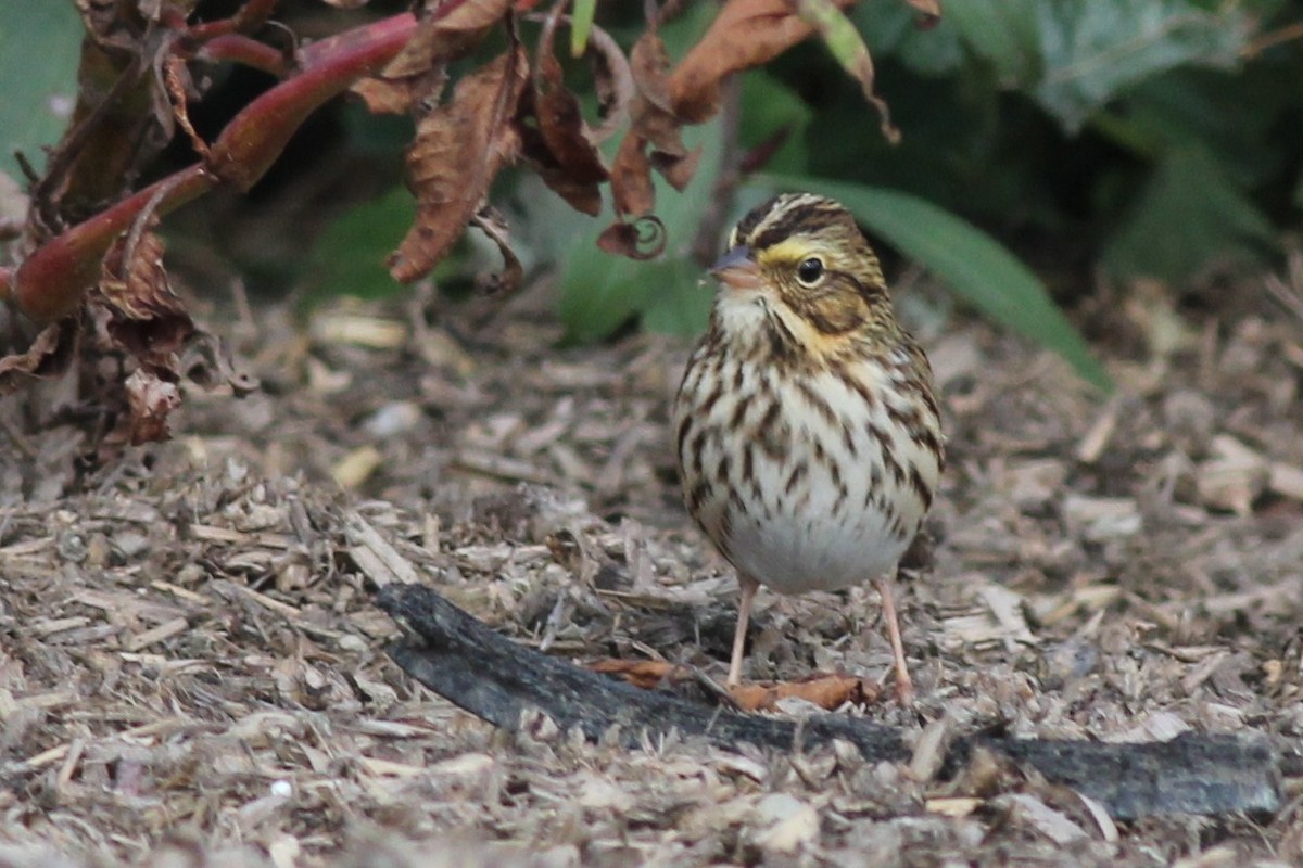 Savannah Sparrow - ML75207691
