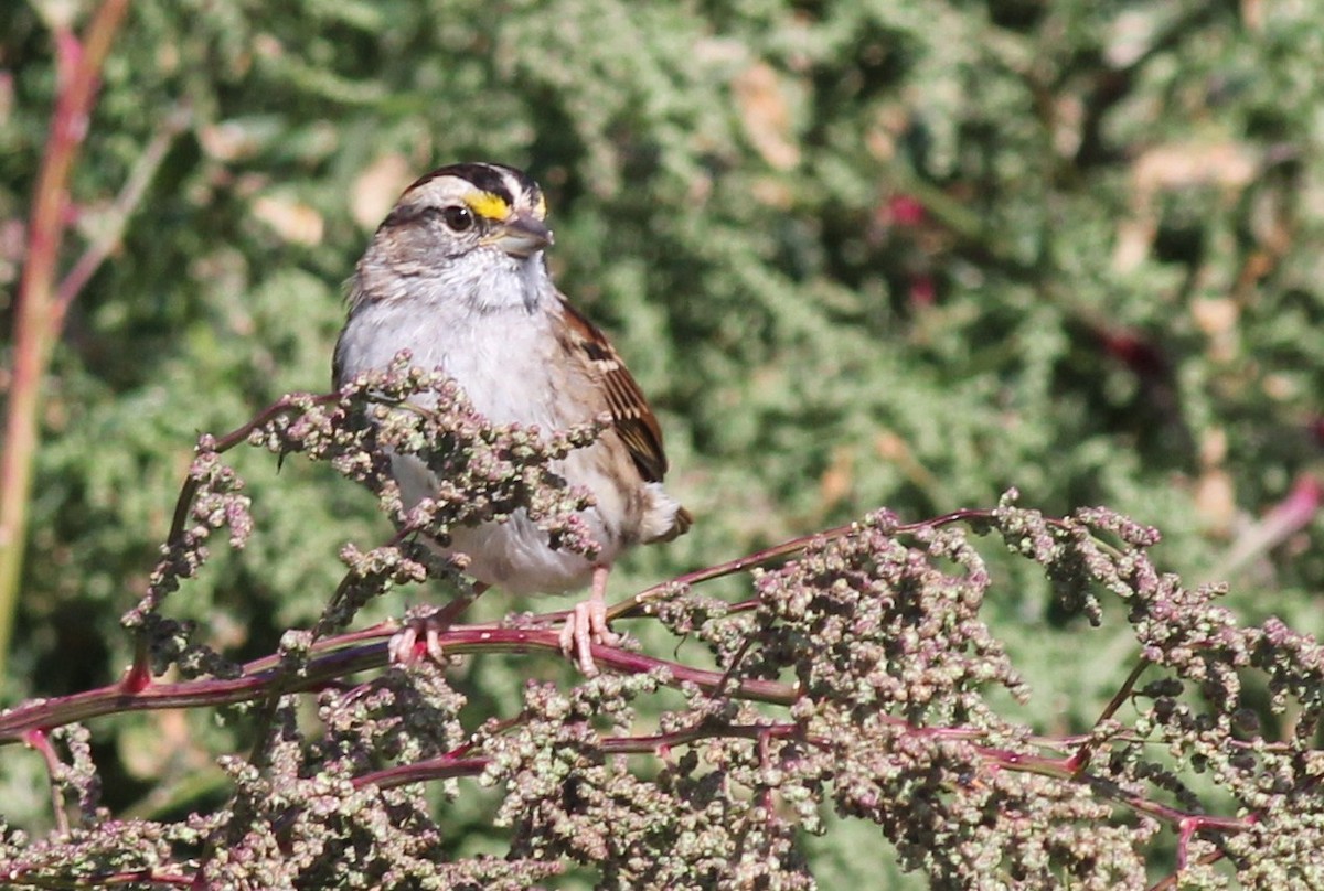 White-throated Sparrow - ML75207871