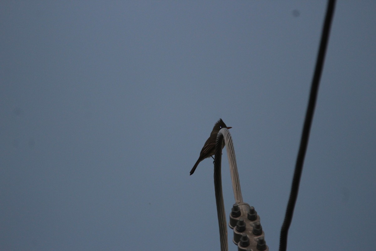 Greater Pewee - ML75208641