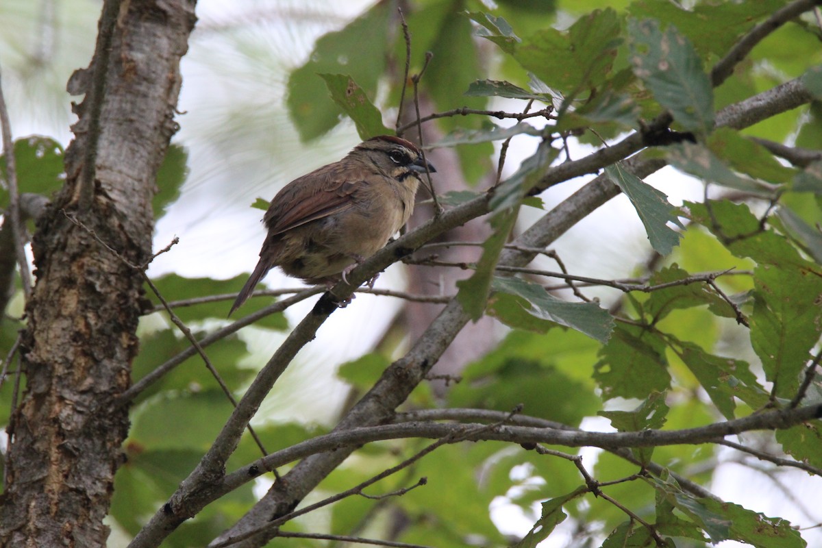 Rusty Sparrow - ML75209231