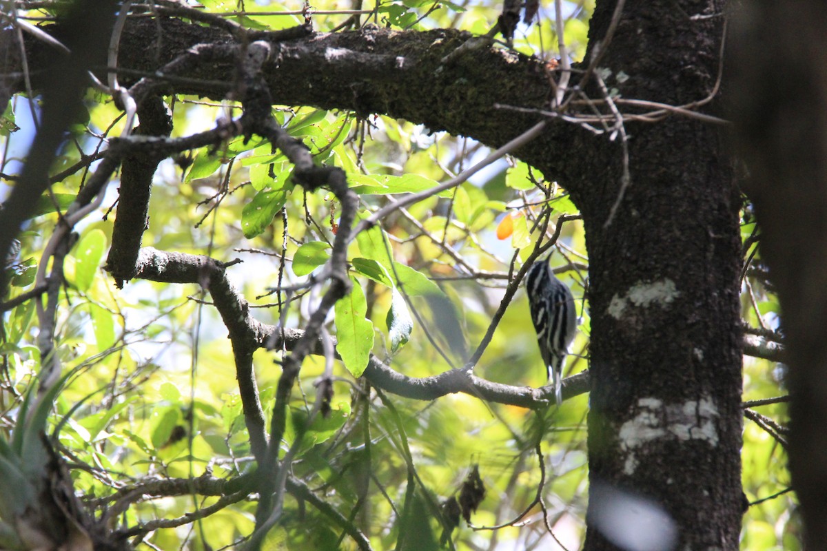 Black-and-white Warbler - ML75209681