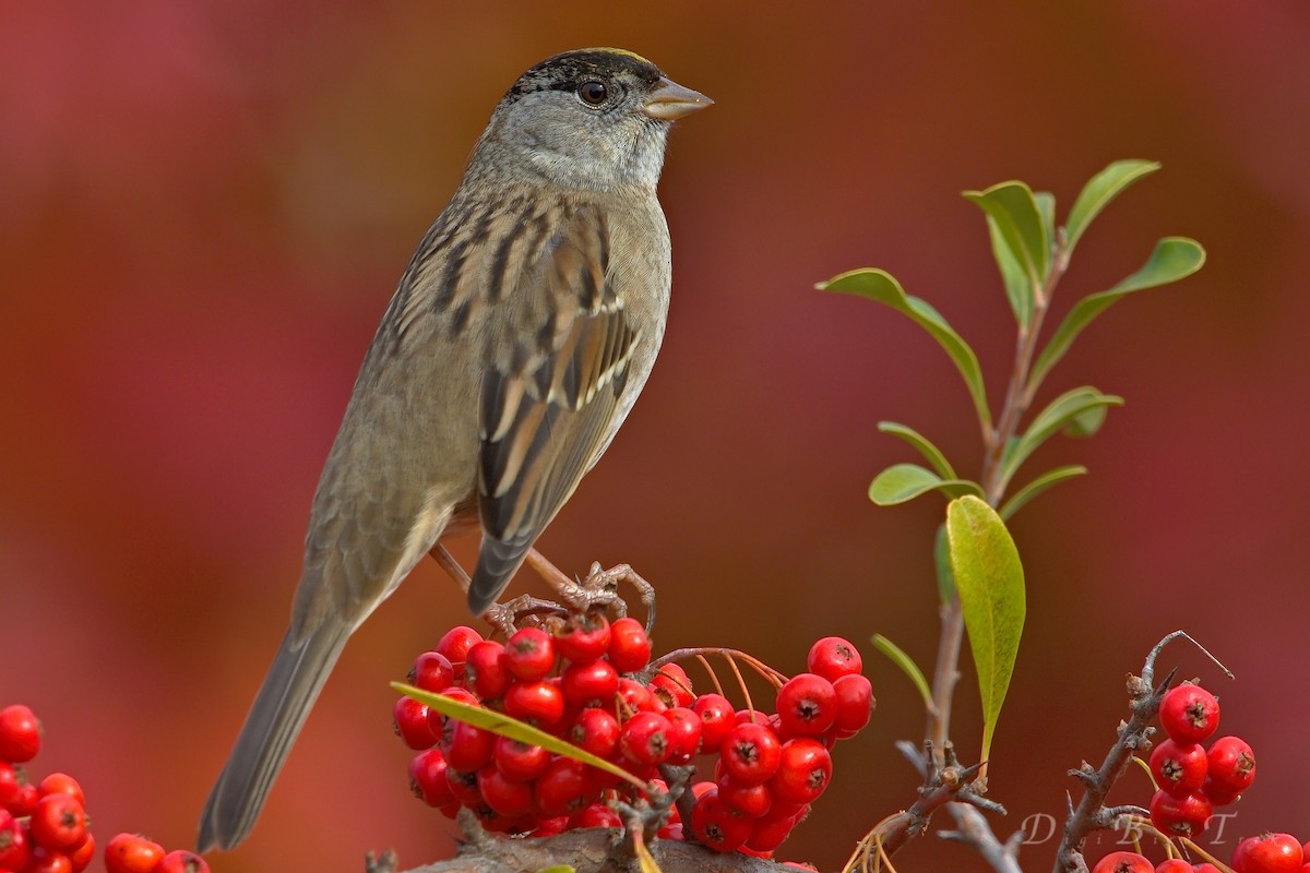 Golden-crowned Sparrow - DigiBirdTrek CA